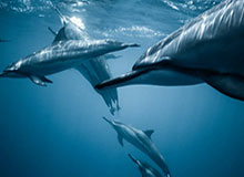 kaiyun-半岛体育在线：把赛事热情带回家，点亮你的全屏观赛